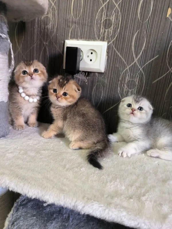 Прекрасные игривые котята — фото 3