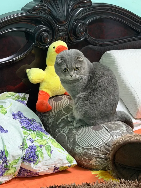 Вязка кота Скотиш-Фолд — фото 1