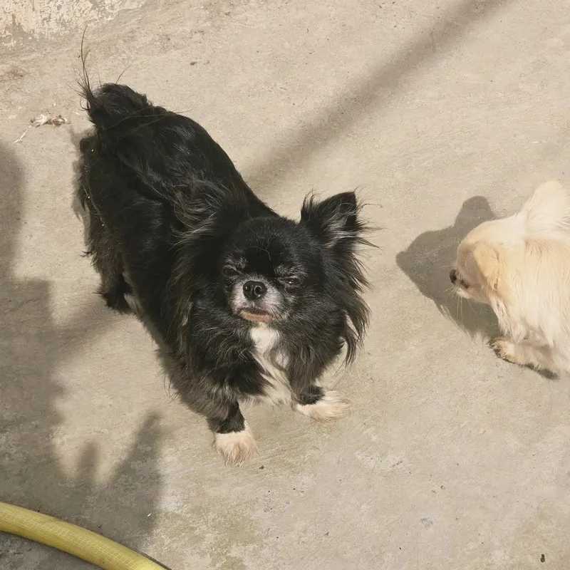 Voyaga yetgan chihuahua urg‘ochisi 4 Voyaga yetgan chihuahua urg‘ochisi 4