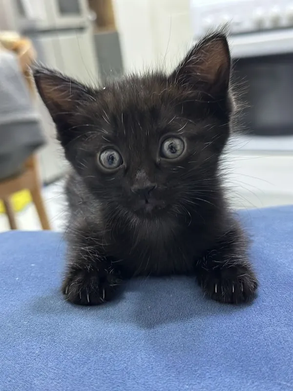Котенок красивый — фото 5