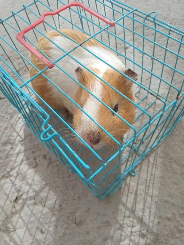 Hamster sotiladi — фото 2