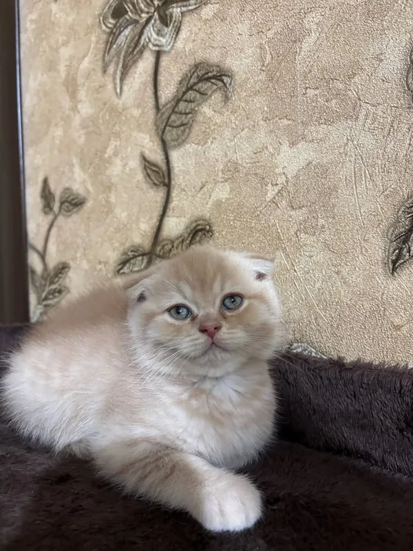 Продаются чистокровные котята Британцы. 5 Продаются чистокровные котята Британцы. 5