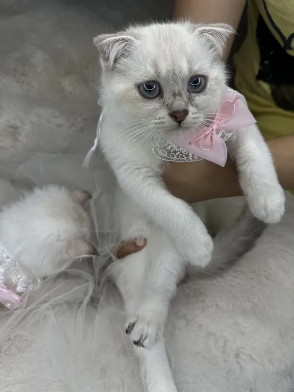 Sifatli, zotdor mushuklar sotiladi. Scottish fold, Britan zotlari 6 Sifatli, zotdor mushuklar sotiladi. Scottish fold, Britan zotlari 6