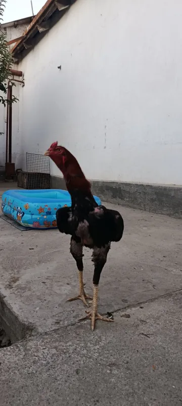 Toza dakan jujala 6 Toza dakan jujala 6