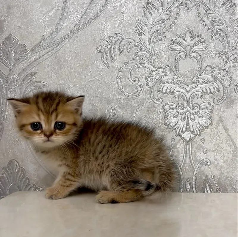 Shotlandiya straiti shinshilla 3