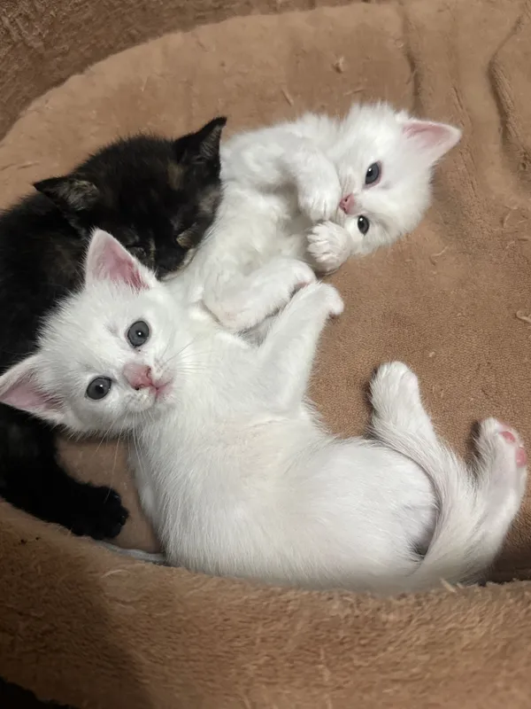 Милые котята в добрые руки Котятам 4 месяца, ласковые, игривые