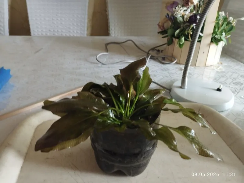 Продам эхинодорус медведь — фото 1