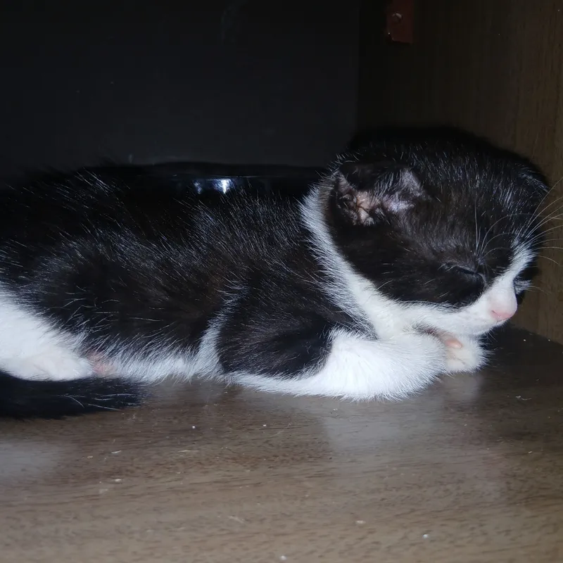 СРОЧНО!!!!!! отдадим котят в хорошие руки!!!! 2