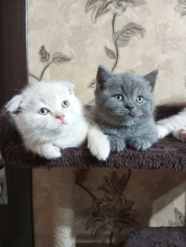 Продаются котята британцы. 7 Продаются котята британцы. 7