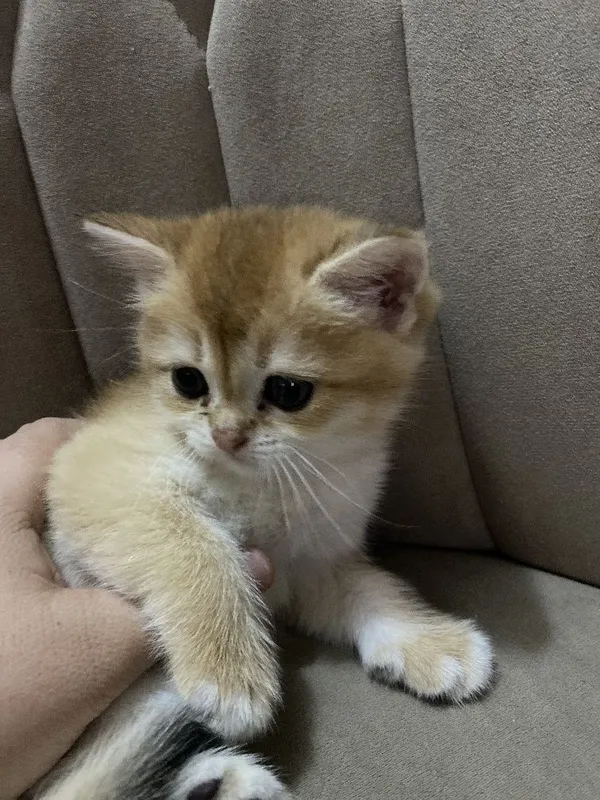 Продам Британские котята шиншилла — фото 6 Продам Британские котята шиншилла — фото 6