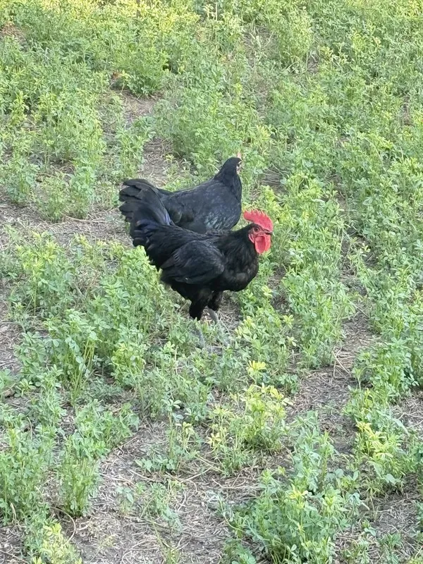 Xoʻroz sotiladi. 2 Xoʻroz sotiladi. 2