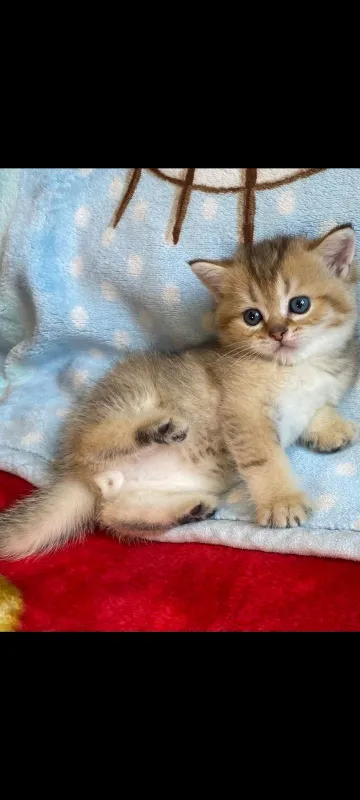 Шотландские котята 1 Шотландские котята 1