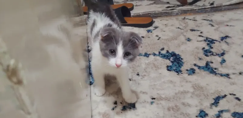 котята продаются мальчик девочка 1