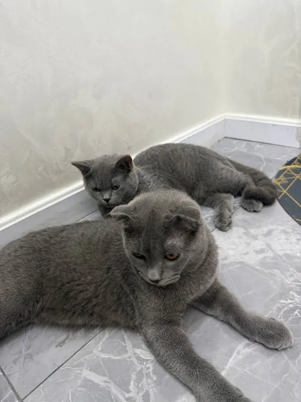 Продаются британские котята скотиш страйи и скотиш фолд 2 Продаются британские котята скотиш страйи и скотиш фолд 2