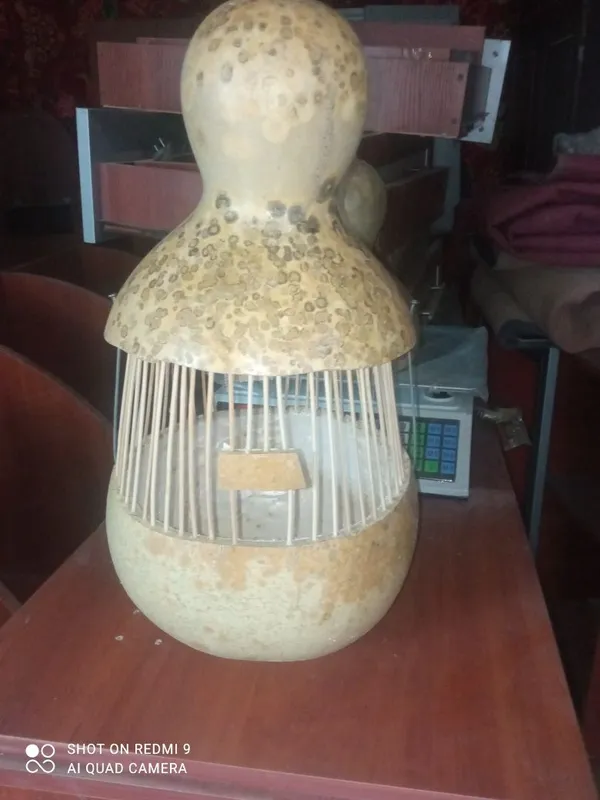 Bedonaga qovoqlar