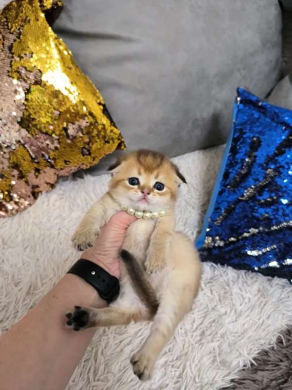 Шикарные котята скотишь фолд