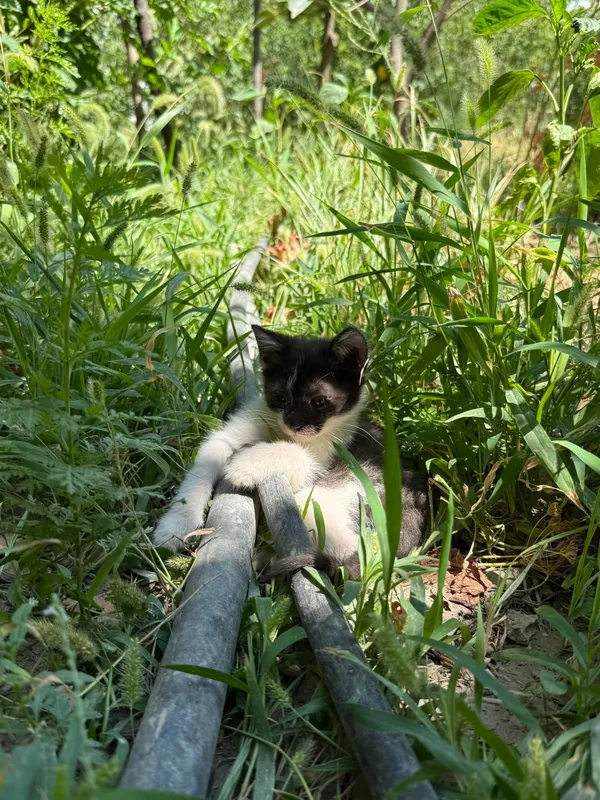 котёнок в подарок 2 котёнок в подарок 2