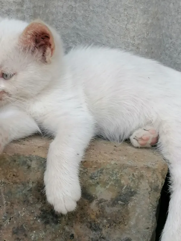 Отдаём в добрые руки котят, смешной породы. 2