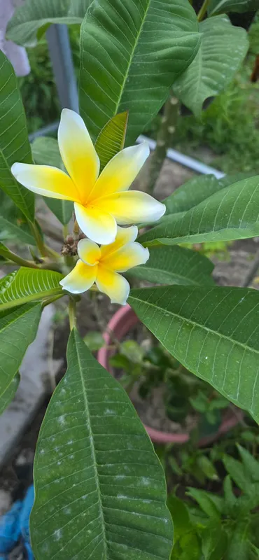 Plumeriya (Frangipani) ko'chati – oq-sariq gulli. Саженец плюмерии. 1