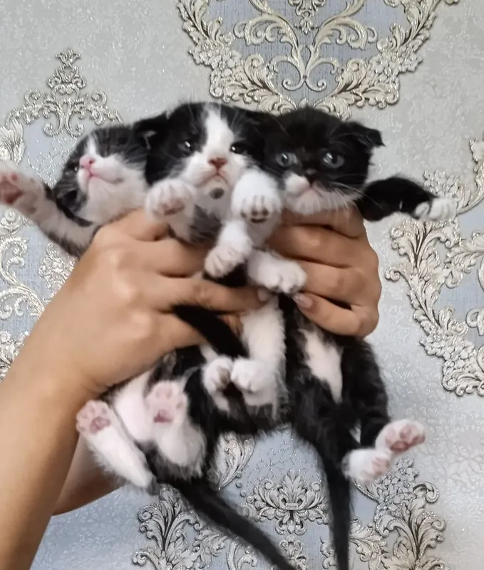 Mushuk bolalalari sotiladi