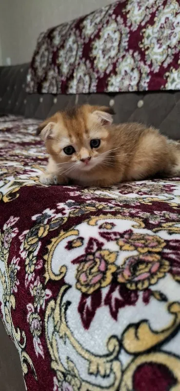 Котята Порода: Скоттиш Фолд — фото 4