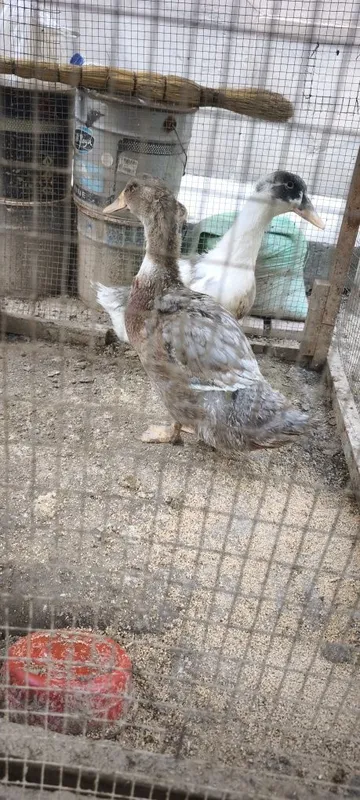 O'rdak sotiladi утка 2