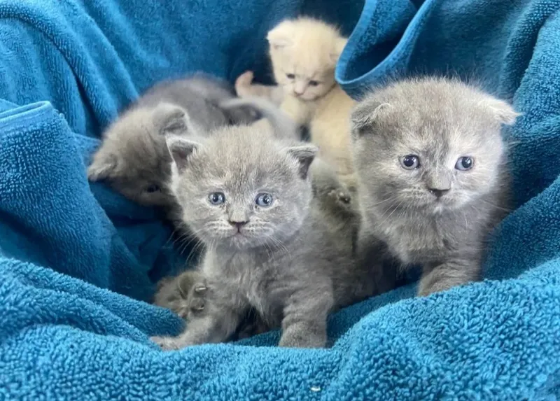 Котята милые породистые 2 Котята милые породистые 2