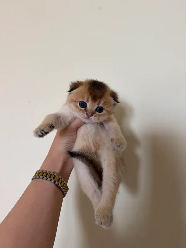 Золотая шиншила кошка