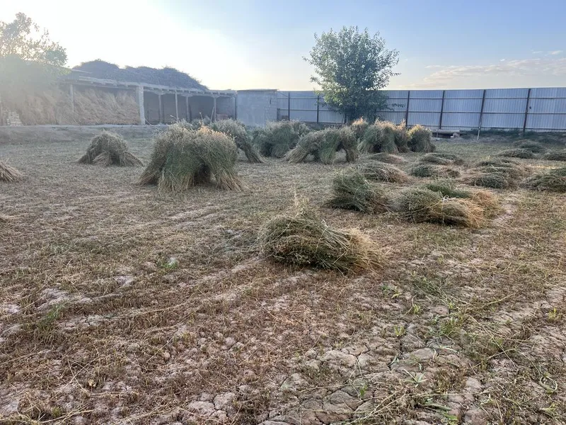 Yangi òrilgan beda 3