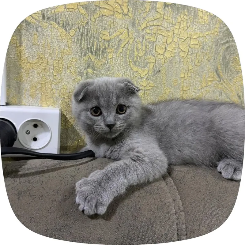 Шотландская вислоухоя Шотландская вислоухоя