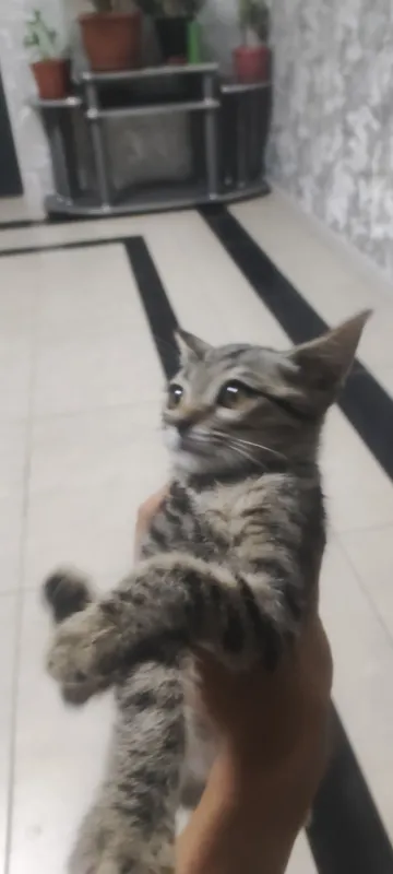 mushuk bolasi sotiladi 3