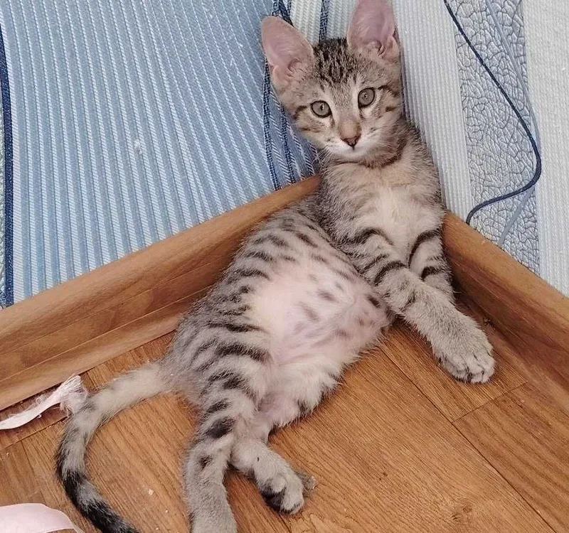 Котята домашние бесплатно в хорошие руки — фото 4
