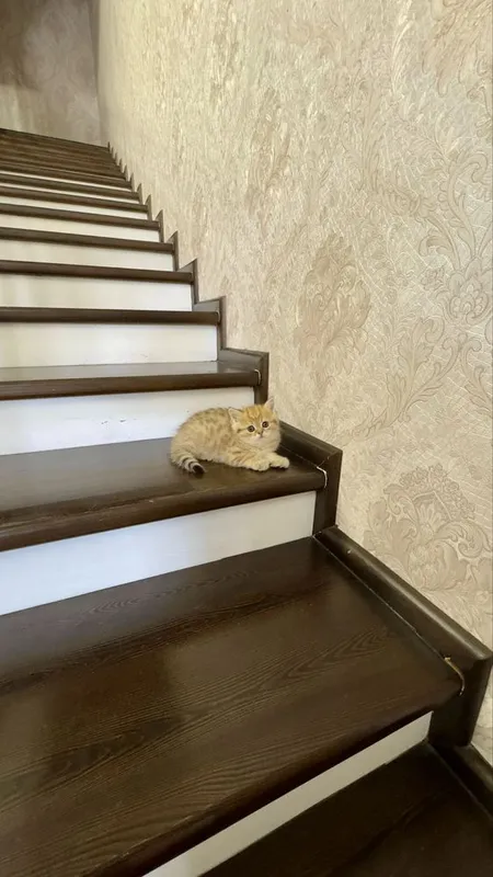 Золотая шиншилла продаётся — фото 4