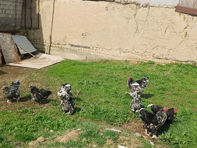 Продаются мрамор брама осталрсь 3 петуха — фото 5