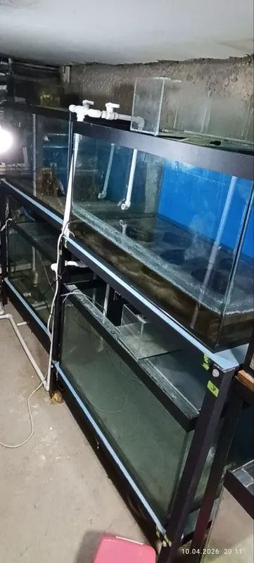 Akvarium sotiladi 250litr soni 4 ta tayor biznes qsayam boladi