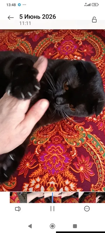 Отдадим британской породы кота . 4 Отдадим британской породы кота . 4