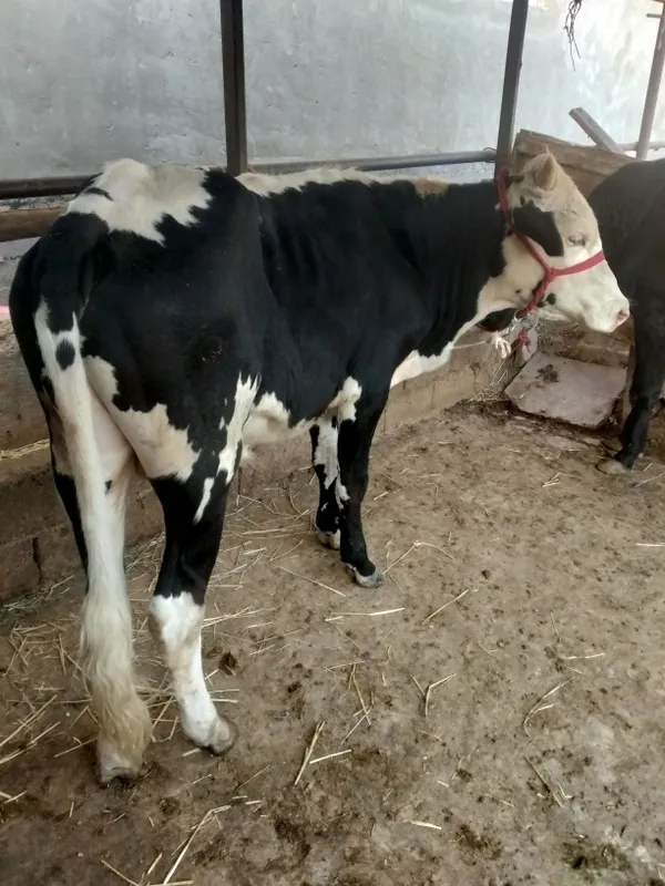 2 ta buqa sotiladi yoshiga tulgan 5