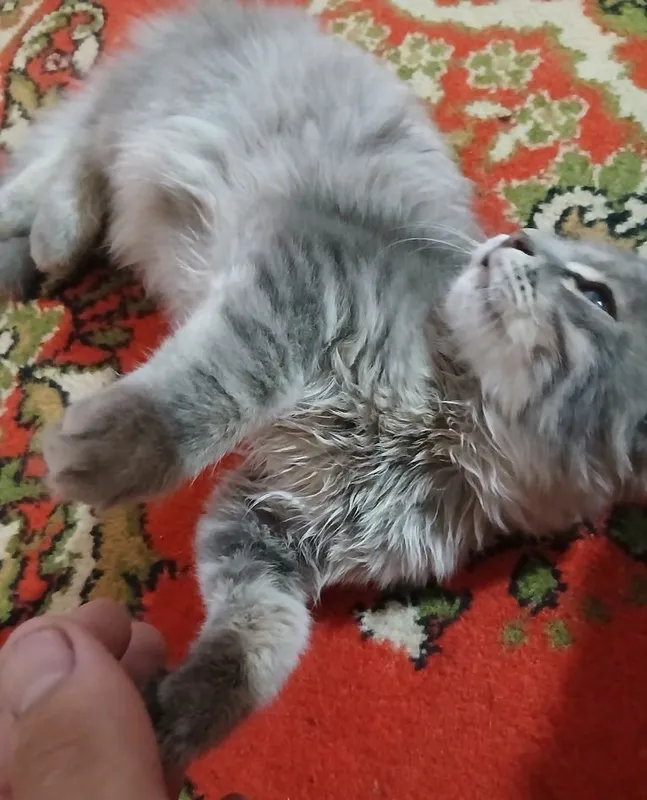 Шотландская кошка Шотландская кошка