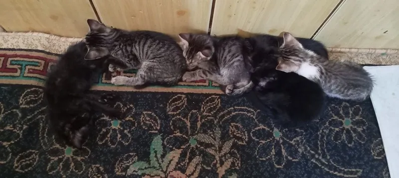 Отдам Даром Котят