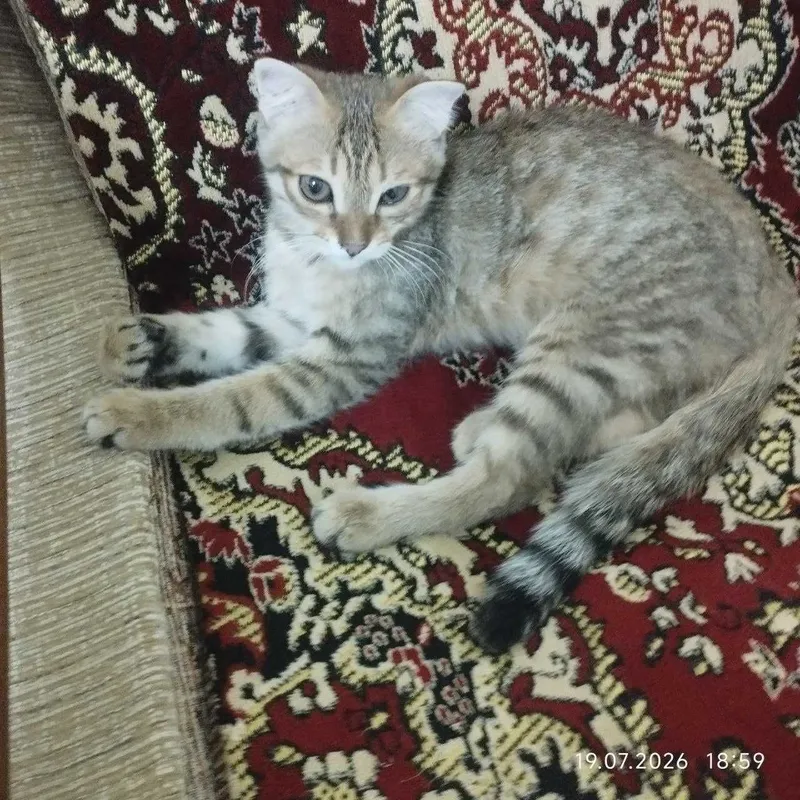 Бесплатно котёнок 1 Бесплатно котёнок 1