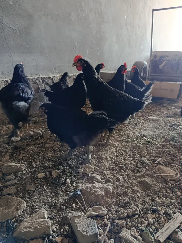 Jojala 3 oylik sog'lom 2 Jojala 3 oylik sog'lom 2