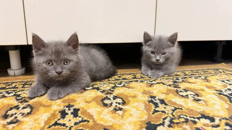 Mushuklarimiz sotuvda British Shorthair 1 Mushuklarimiz sotuvda British Shorthair 1