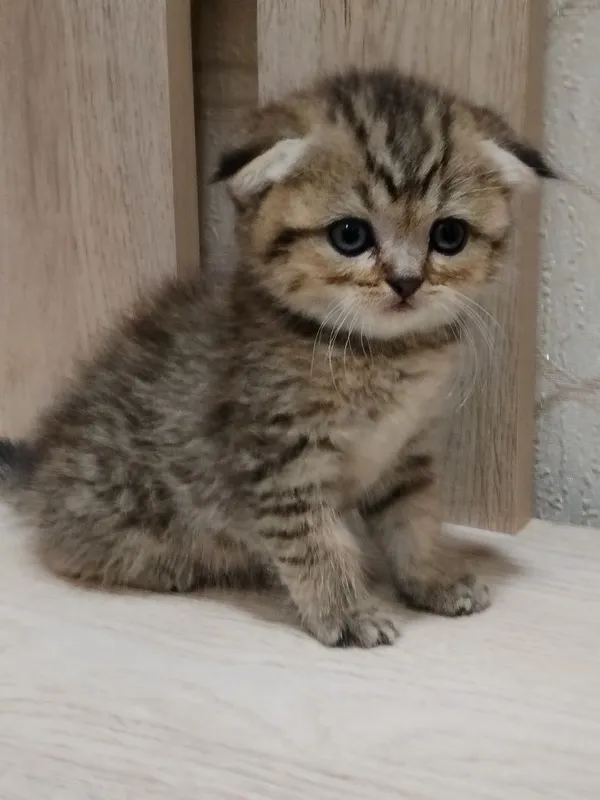 Продаются очаровательные котята — фото 3