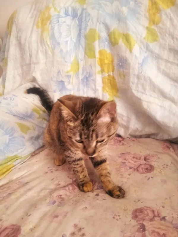 Котята даром 2 Котята даром 2