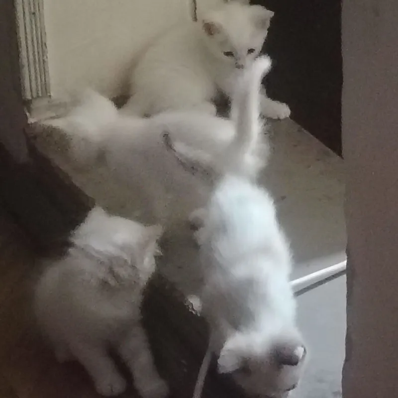 4котенка.отдаем даром 1 4котенка.отдаем даром 1