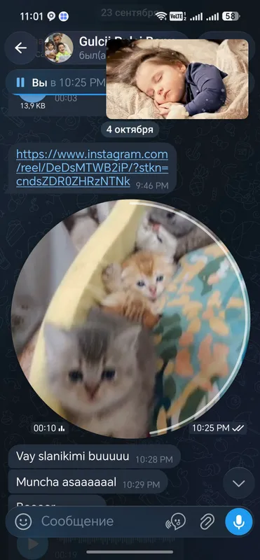 Продаются породистые котята 2
