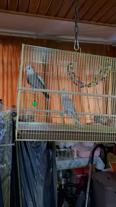 Попугай корелла, пакистанский 3 Попугай корелла, пакистанский 3