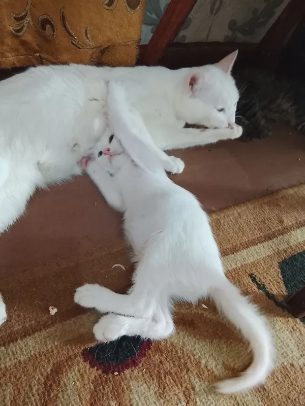 Продаются котята 1 Продаются котята 1