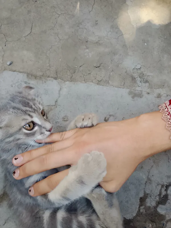 Кот 1 Кот 1