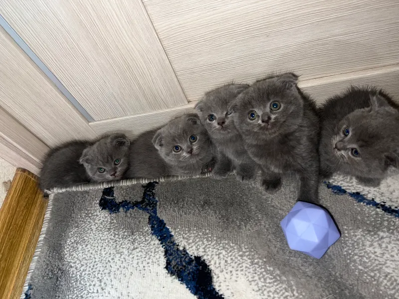 Котята Котята